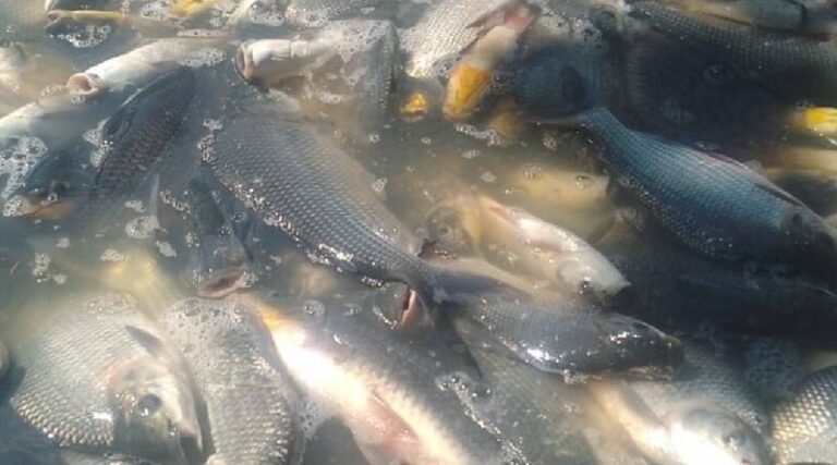 Trazido de Cruzeiro do Sul, quilo do piau está sendo vendido a R$ 30 no mercado de Sena