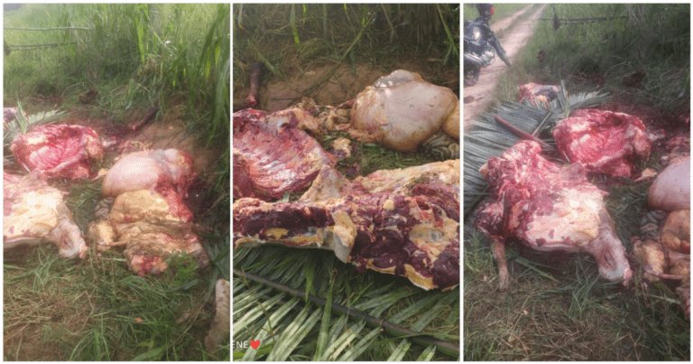 Criminosos invadem propriedade, furtam e matam bovino em Cruzeiro do Sul