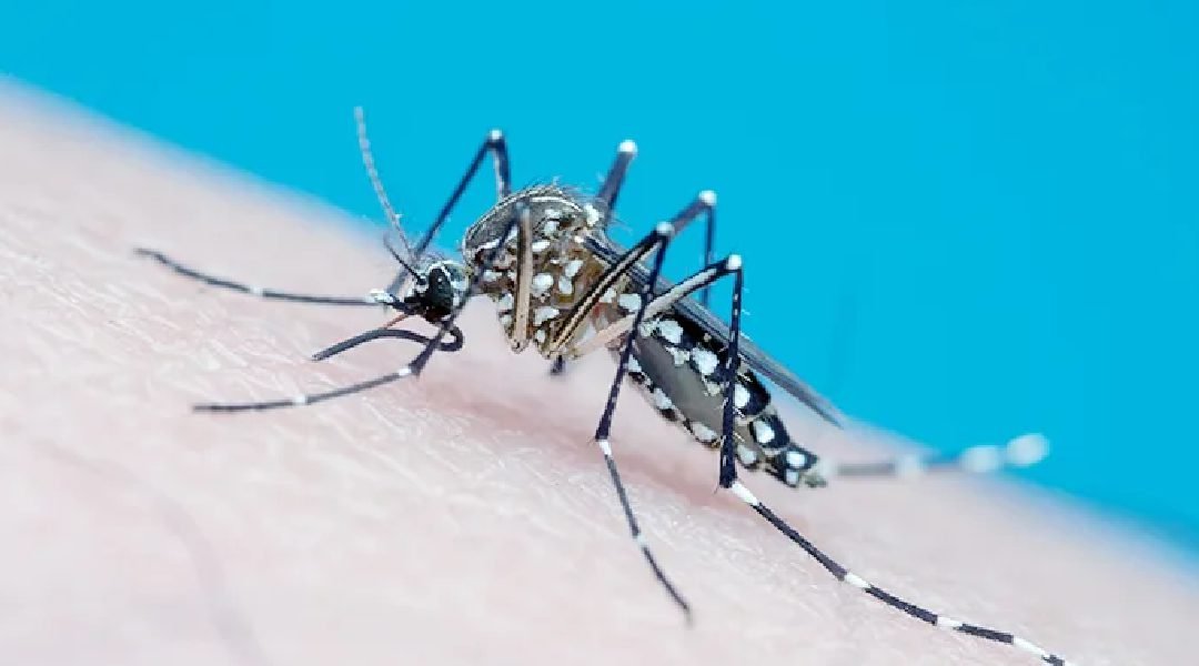 Novo Projeto - 2023-12-25T191248.410