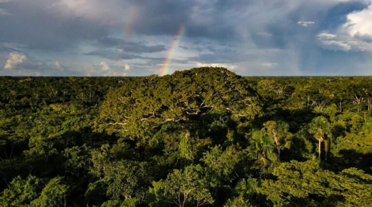Acre é o estado da Amazônia Legal com menos alertas de desmatamento na 1ª quinzena de dezembro