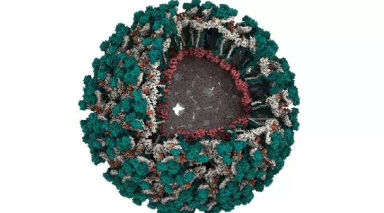 Exames detectam vírus do Mayaro e Oropouche em seis municípios acreanos