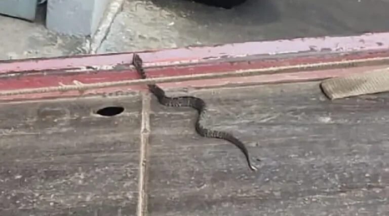 Mecânico encontra jararaca na roda de carro em Cruzeiro do Sul