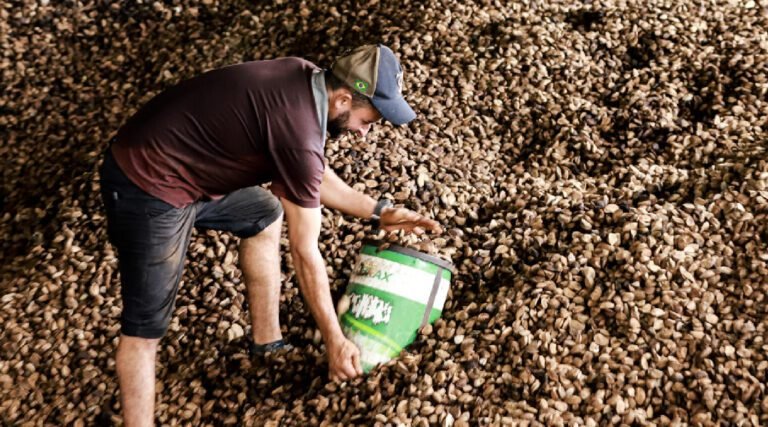 Exportação faz preço da lata da castanha subir para R$ 50 no interior do Acre