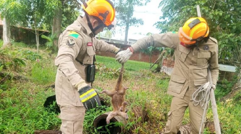 Mais de cinco animais foram resgatados pelos bombeiros em menos de 24 horas no Juruá
