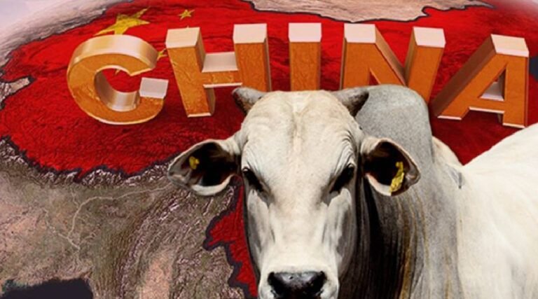Acre recebe auditoria da China para habilitar frigorífico bovino, informa coluna Agronews