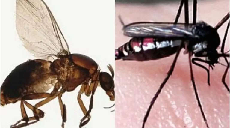 Casos de Oropouche em janeiro crescem quase 200% em comparação com todo o ano de 2023 no AC