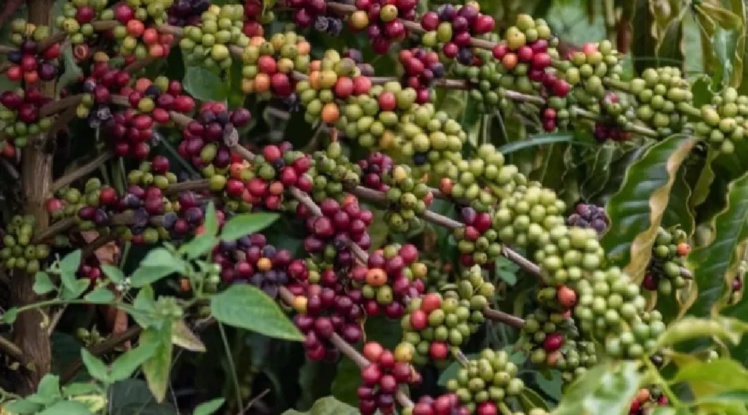 Novo Projeto - 2024-01-28T172821.763