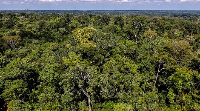 Acre fecha 2023 com redução de 45% no número de focos de queimadas