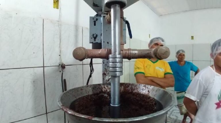 Registro de Indicação Geográfica para o açaí de Feijó deve fortalecer a bioeconomia do Acre