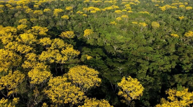 Acre é o 1º estado brasileiro a aderir selo internacional de compra e venda de crédito de carbono