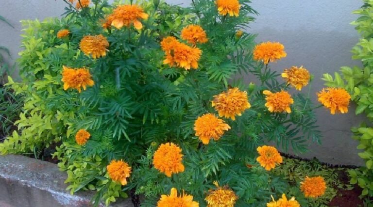 Em Tarauacá, com aumento dos casos de dengue, moradores têm recorrido ao chá de ‘cravo de defunto’ para ajudar no tratamento