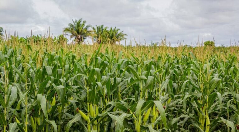 Recordes de produção de soja e milho revelam potencial agrícola do Acre