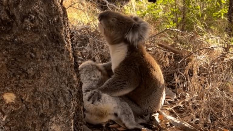 video:-equipe-de-resgate-testemunha-rara-cena-de-coala-macho abracado-a-femea-falecida-|-cnn-brasil