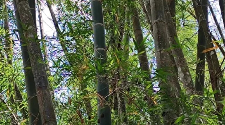 Estudo mostra potencial do bambu no Acre