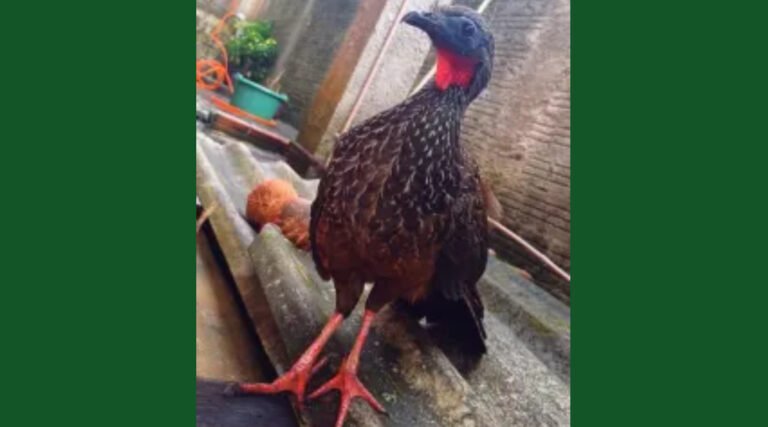 Ave rara aparece ferida em bairro de Cruzeiro do Sul