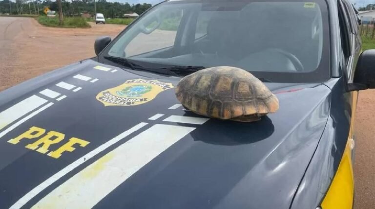 Durante o Carnaval, PRF prendeu 3 pessoas e registrou 4 acidentes em rodovias do Acre