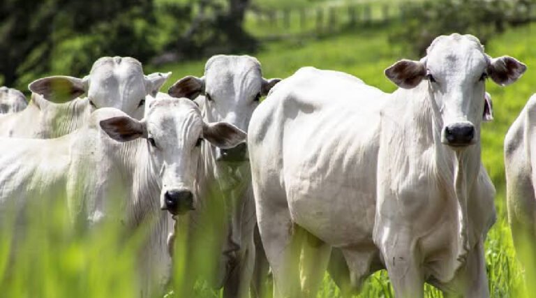 Parcerias e tecnologias impulsionam o projeto Insemina+, que visa o melhoramento genético do rebanho acreano