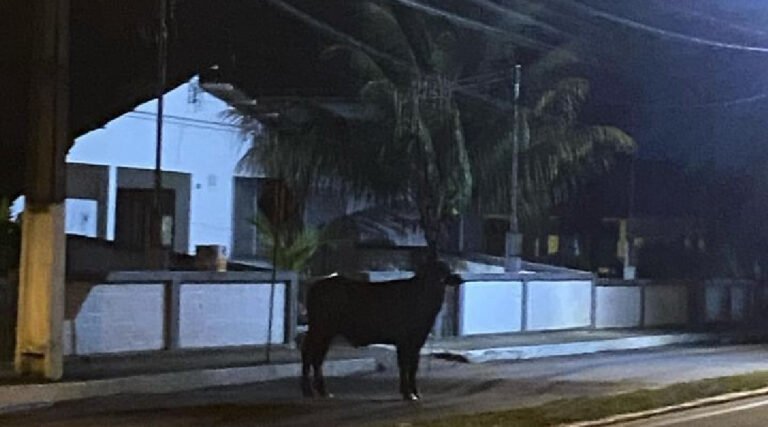 Búfalo solto assusta moradores de Cruzeiro do Sul durante a madrugada