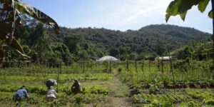 brasil:-15-mi-de-hectares-de-imoveis-rurais-se-sobrepoem-a-florestas