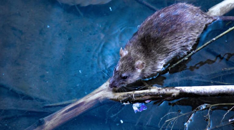 Acre registra 177 casos de leptospirose em 2024 e Sesacre prevê aumento nos próximos dias