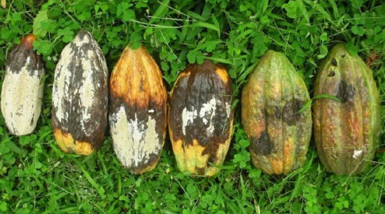 Governo do Acre reforça combate à monilíase em Cruzeiro do Sul com capacitação de técnicos