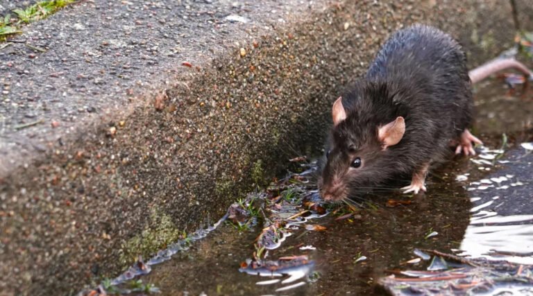 Acre tem 14 casos de leptospirose confirmados e mais de 300 seguem em investigação, diz Sesacre