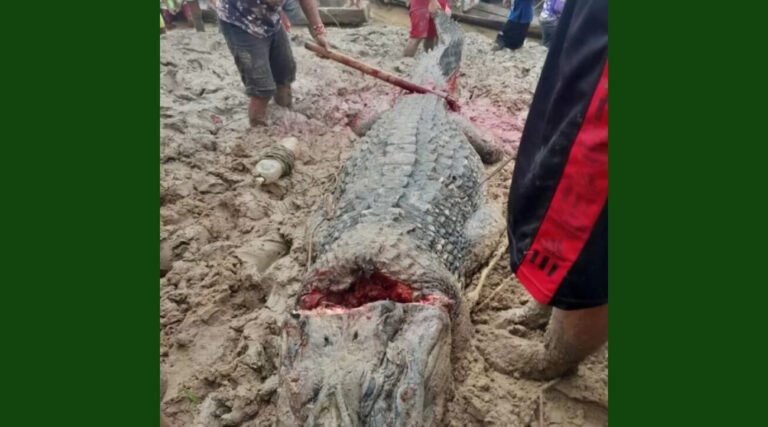 Ribeirinhos abatem jacaré de mais de cinco metros que atacava embarcações no rio Purus