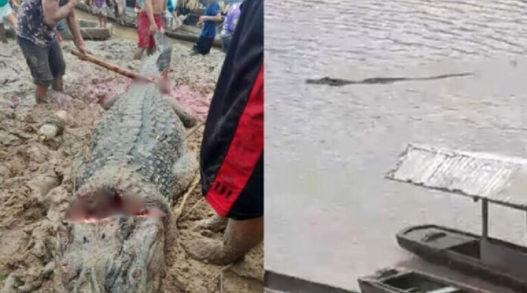 MPAC investiga abate ilegal de jacaré-açu em Manoel Urbano