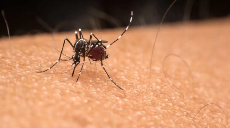 Acre enfrenta aumento expressivo de casos de Chikungunya e Dengue em 2024