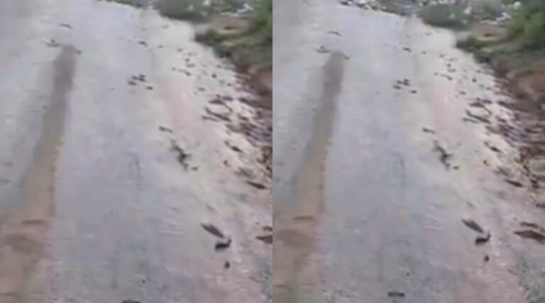 Insalubridade: Moradores do bairro João Alves sofrem com vazamento de esgoto próximo à Escola Dom Henrique Ruth