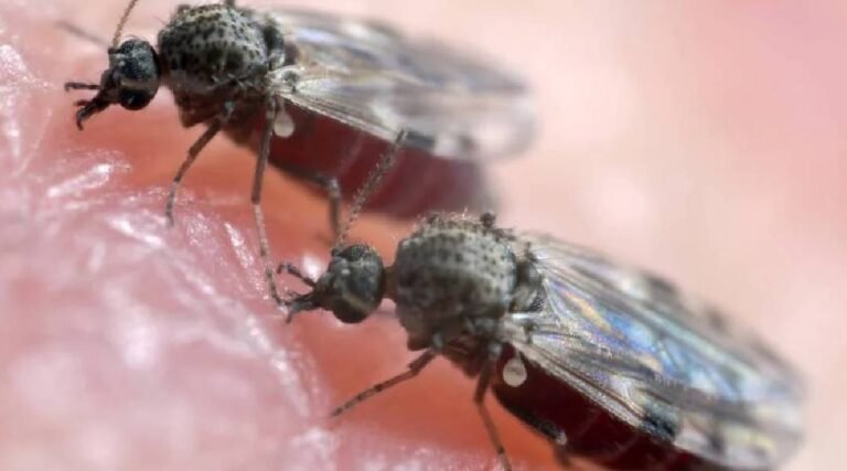 Febre do Oropouche: Acre tem 3ª maior taxa de positividade dos exames para a doença