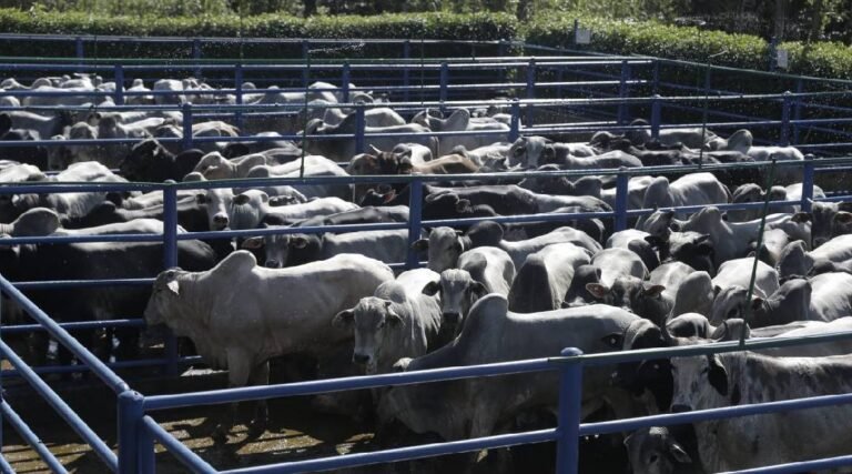 Abate de bovinos no Acre cresce mais de 38% e estado vive expansão no setor agropecuário, avalia Idaf