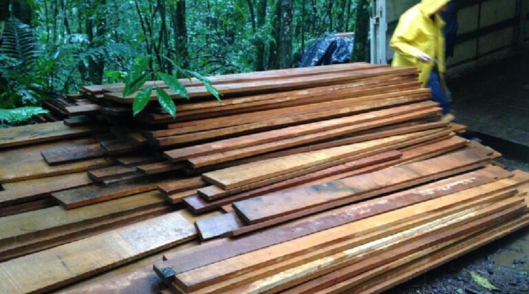 Pelotão ambiental da PM apreende 17 metros cúbicos de madeira em Cruzeiro do Sul