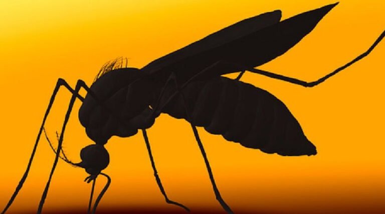 Acre registra quase 16 mil notificações de dengue em pouco mais de dois meses