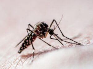 surto-de-dengue-nas-americas-pode-ser-o-maior-da-historia,-alerta-opas-|-cnn-brasil