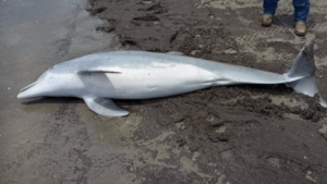 autoridades-dos-eua-oferecem-recompensa-de-r$-100-mil-apos-golfinho-ser-baleado-na-praia-|-cnn-brasil