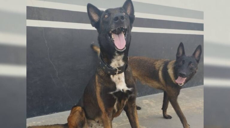 Canil da CPE realizará primeira “Cãominhada” em Cruzeiro do Sul