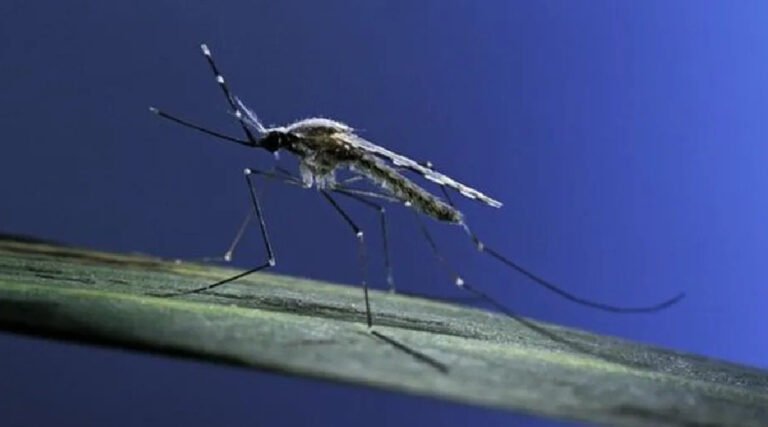Acre confirmou mais de mil casos de malária nos primeiros três meses do ano, aponta levantamento