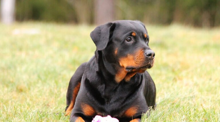 Criança de cinco anos é violentamente atacada por cão Rottweiler em Rio Branco