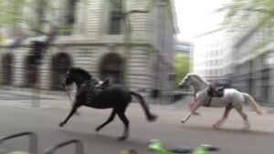 cavalos-flagrados-correndo-no-centro-de-londres-estao-em-estado-grave,-diz-ministro-|-cnn-brasil
