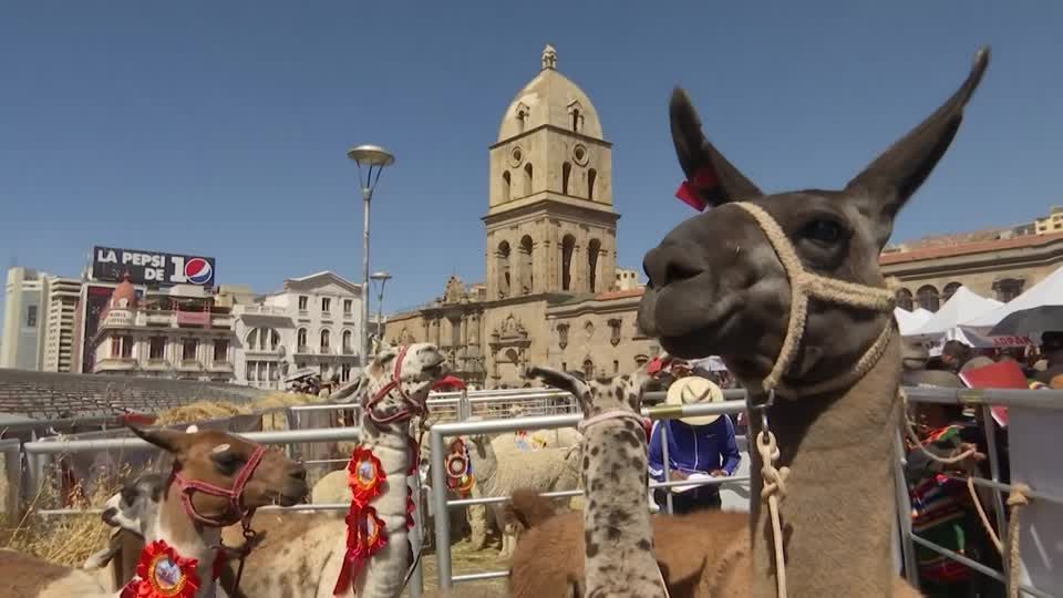 bolivia-realiza-festival-de-lhamas-em-la-paz-|-cnn-brasil