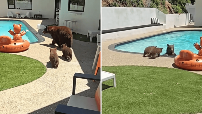 eua:-ursa-pula-na-piscina-e-mostra-aos-filhotes-como-nadar;-veja-video-|-cnn-brasil