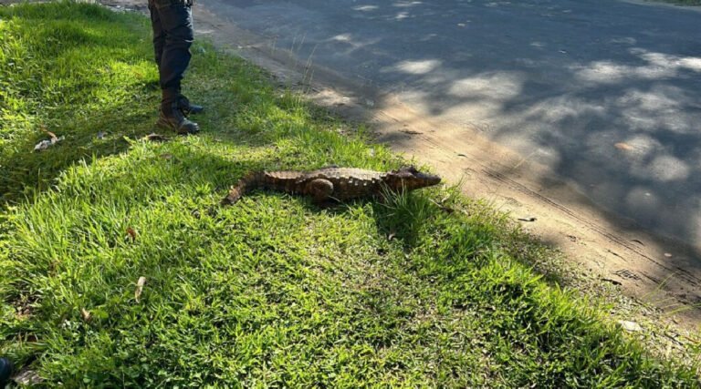 PM resgata jacaré ferido em operação no bairro Floresta, em Cruzeiro do Sul