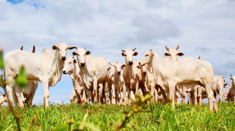 Abate de bovinos no Acre aumenta 36,5% no 1º trimestre de 2024, aponta IBGE