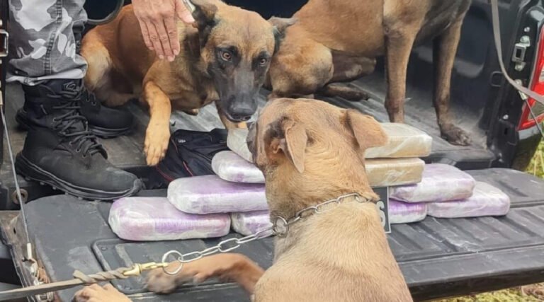 Mais de 11 quilos de cocaína são apreendidos em caminhão na BR-317