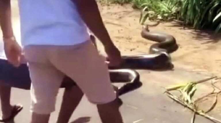 Vídeo de sucuri de 4 metros circula após animal ser avistado em estrada no Acre