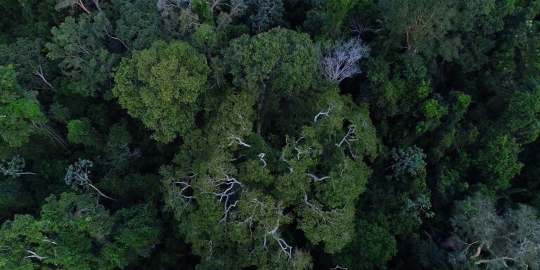 florestas-publicas-serao-concedidas-para-gerar-credito-de-carbono