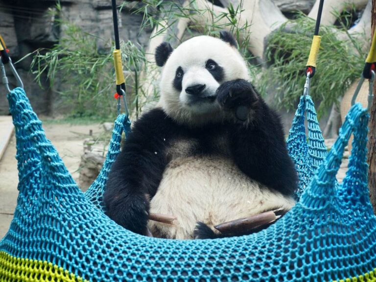 “diplomacia-do-panda”:-china-enviara-dois-animais-da-especie-para-australia-|-cnn-brasil