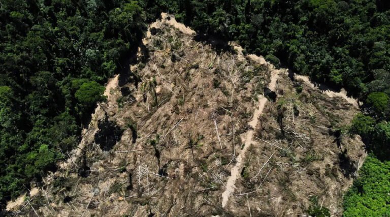 Desmatamento no Acre cai 53% entre agosto de 2023 e maio de 2024, aponta relatório do sistema de alerta