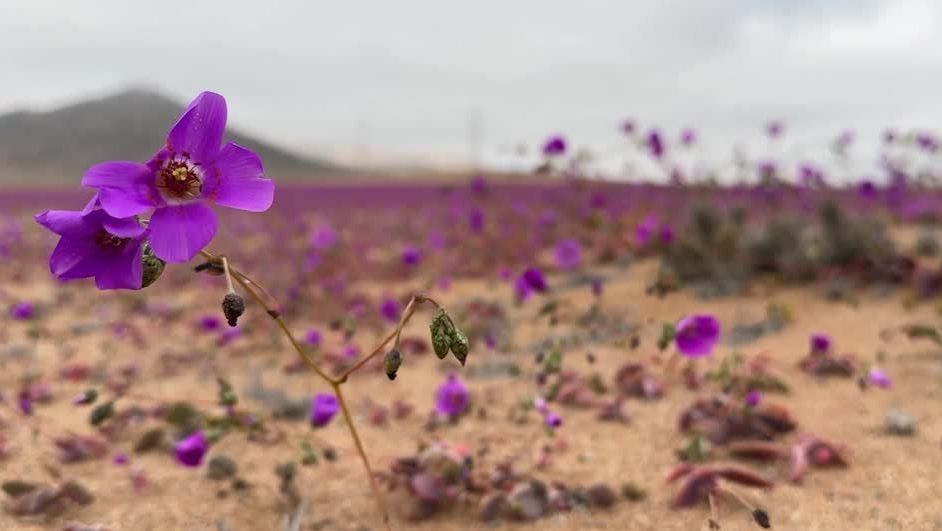 deserto-do-atacama-esta-roxo;-entenda-e-veja-video-|-cnn-brasil